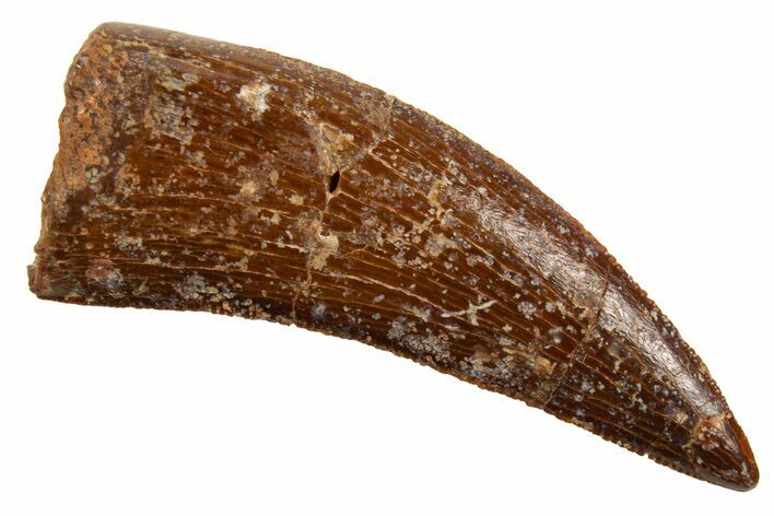 Serrated, Theropod (Deltadromeus?) Tooth - Morocco #329848
